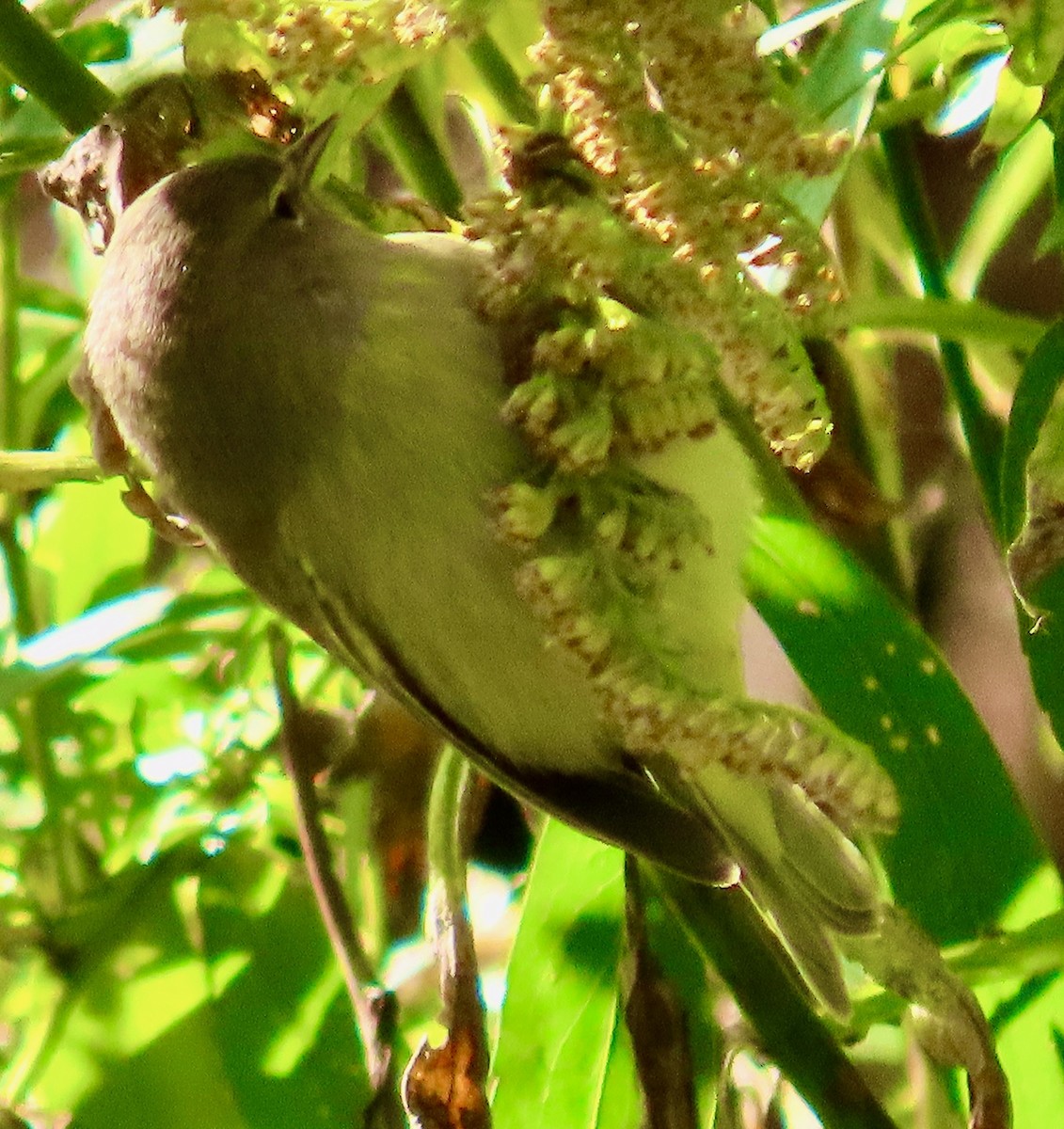 Orange-crowned Warbler (celata) - Randy Shonkwiler