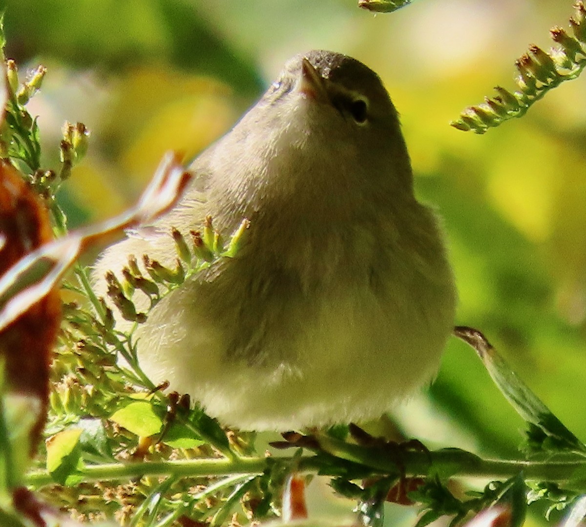 Orange-crowned Warbler (celata) - ML271588921