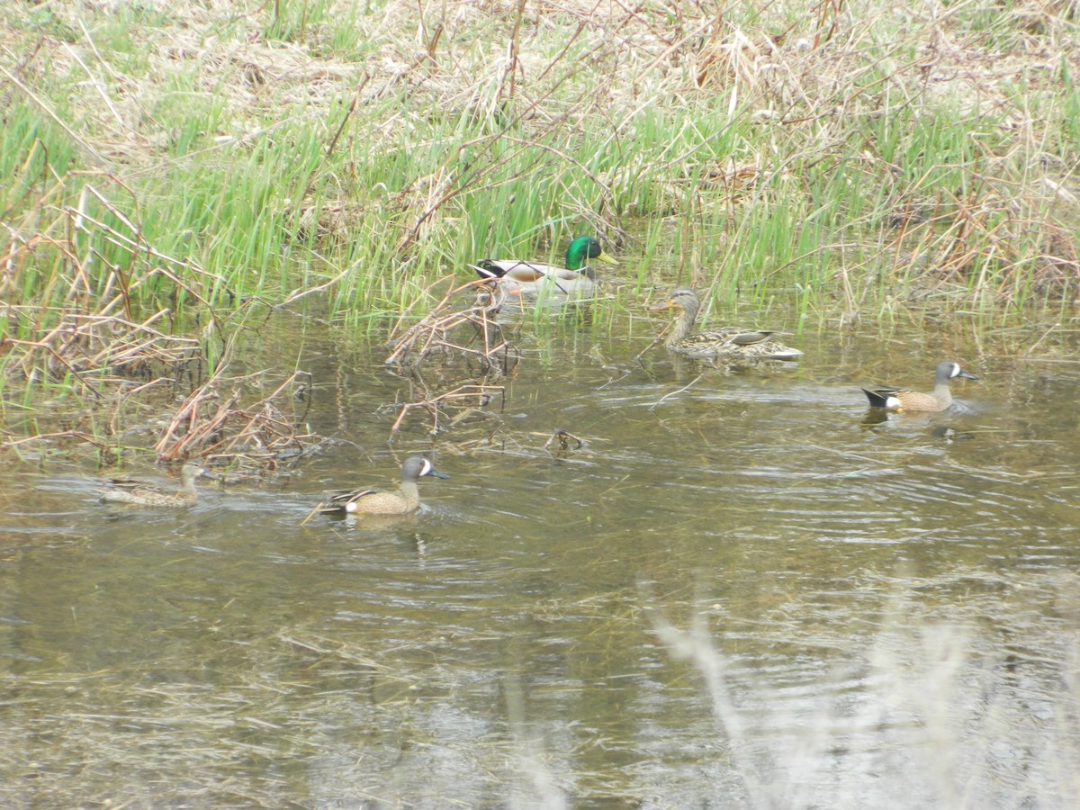 Blue-winged Teal - ML27158931