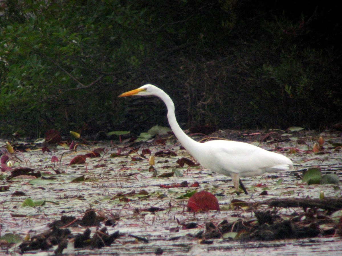 Great Egret - Gerri Erickson