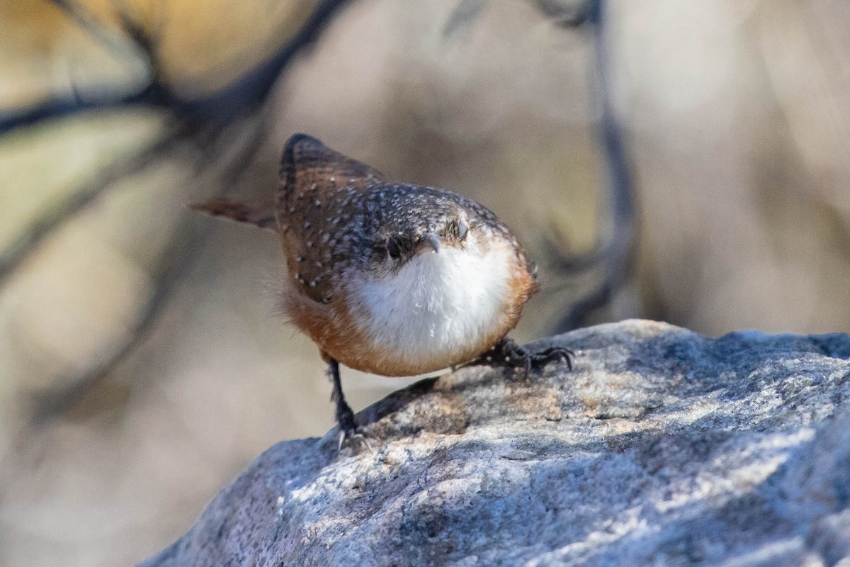 Canyon Wren - Bob Friedrichs