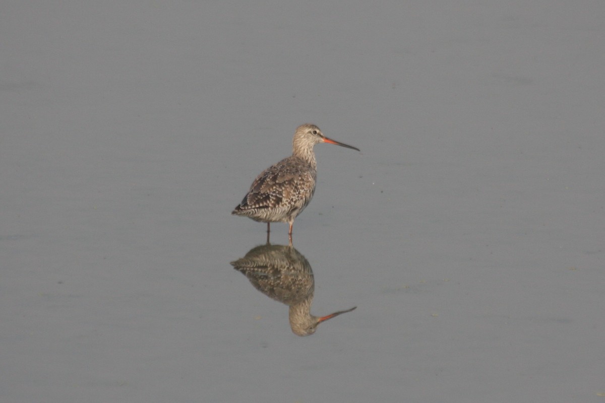 Spotted Redshank - ML271592201