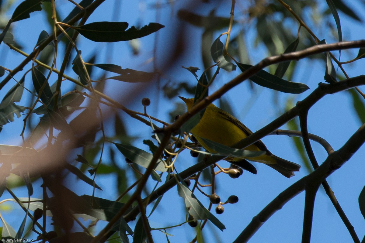 סבכון שחור-כיפה - ML27159511