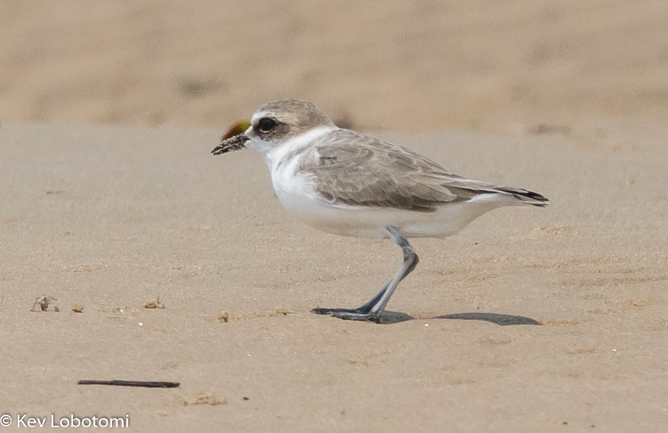 Kentish Plover - ML271595571