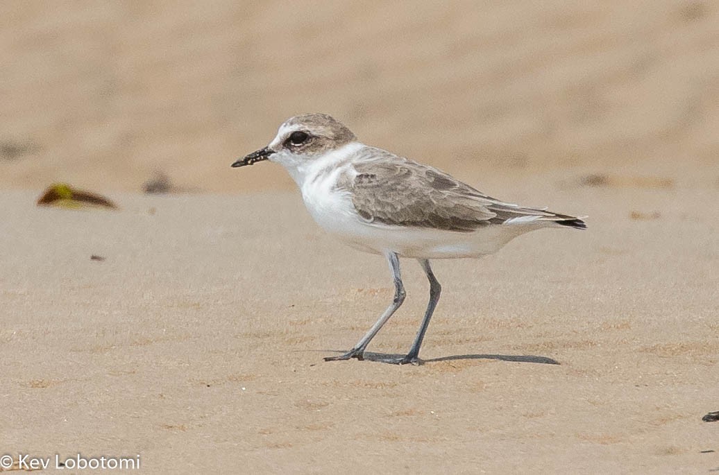 Kentish Plover - ML271595591