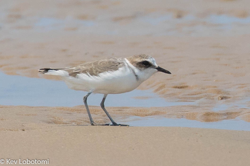 Kentish Plover - ML271595611