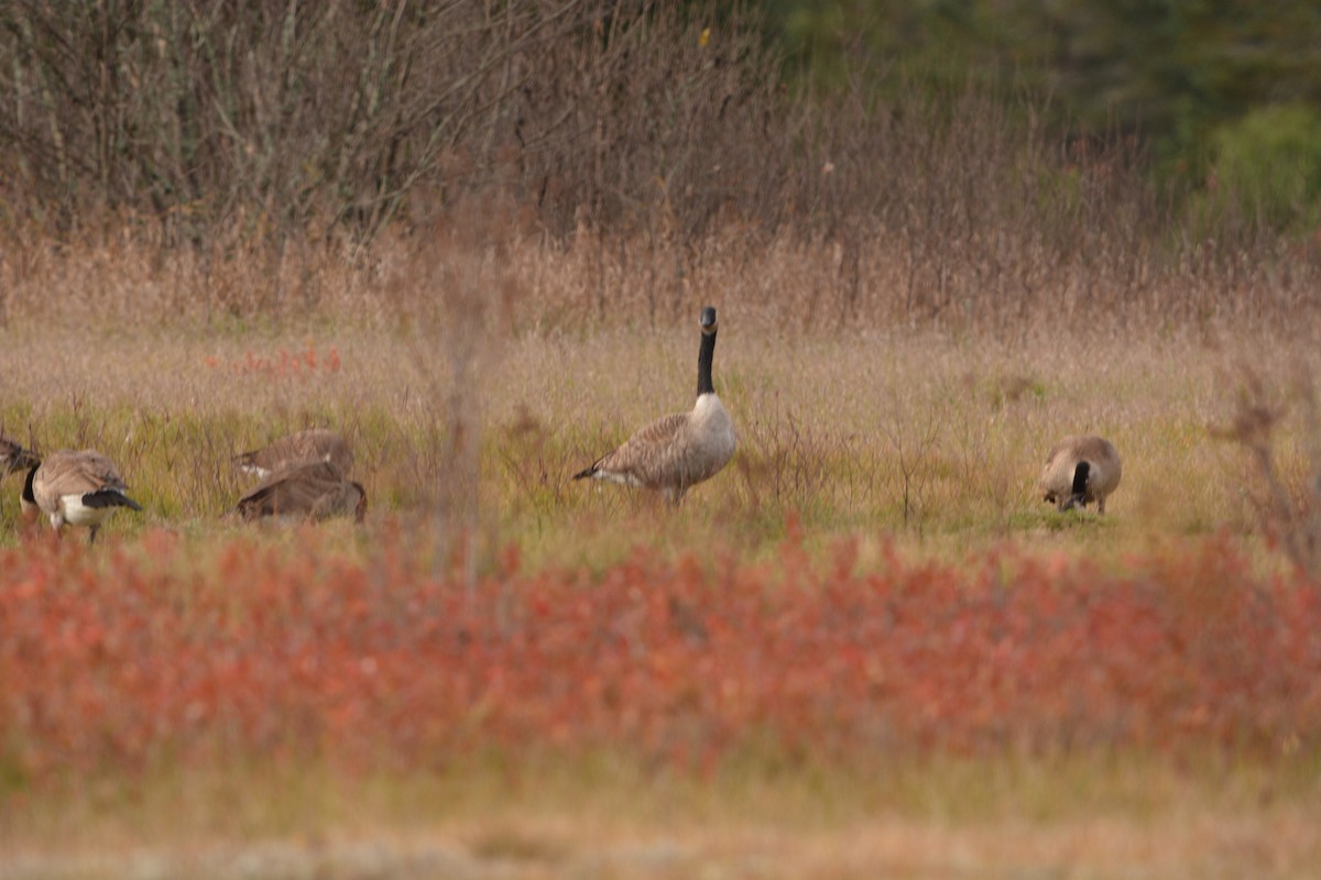 Canada Goose - ML271595901