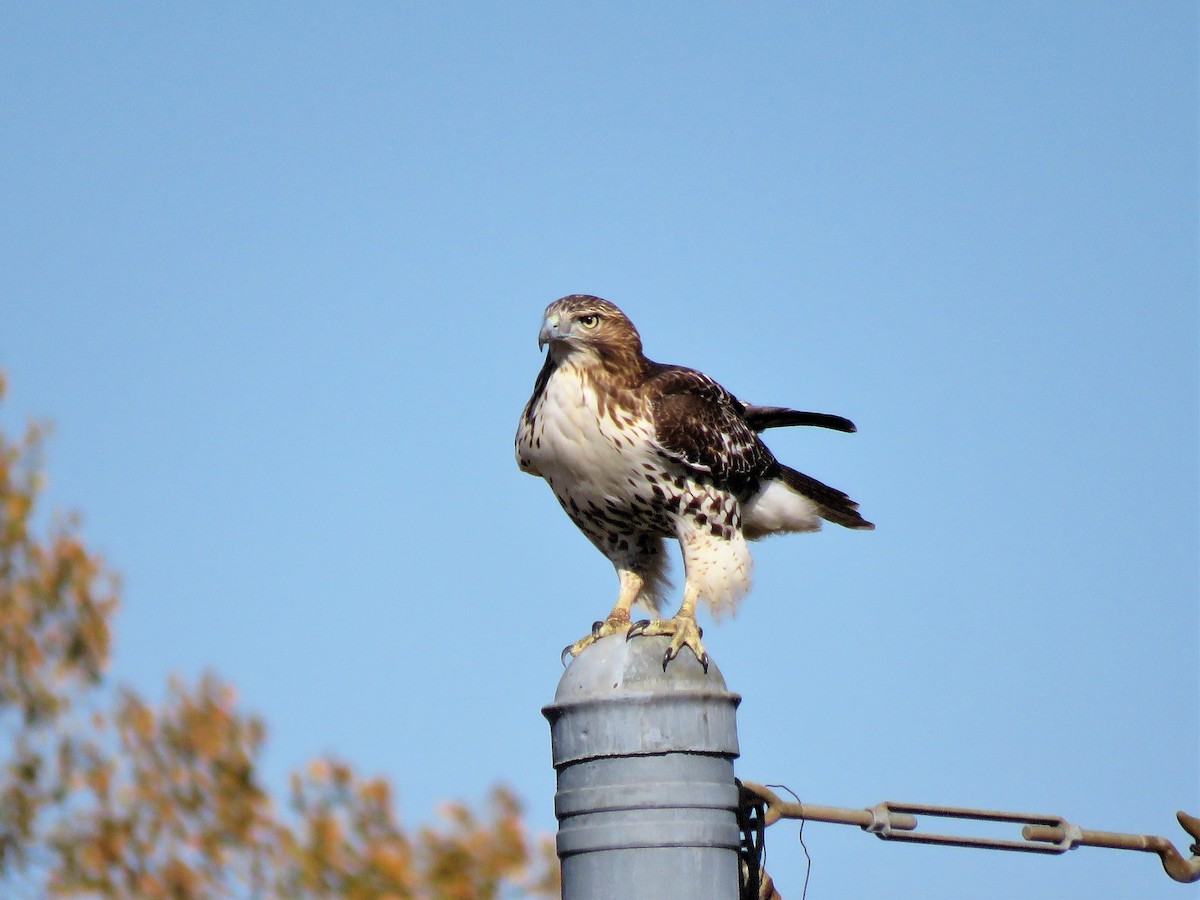 Red-tailed Hawk - ML271599501