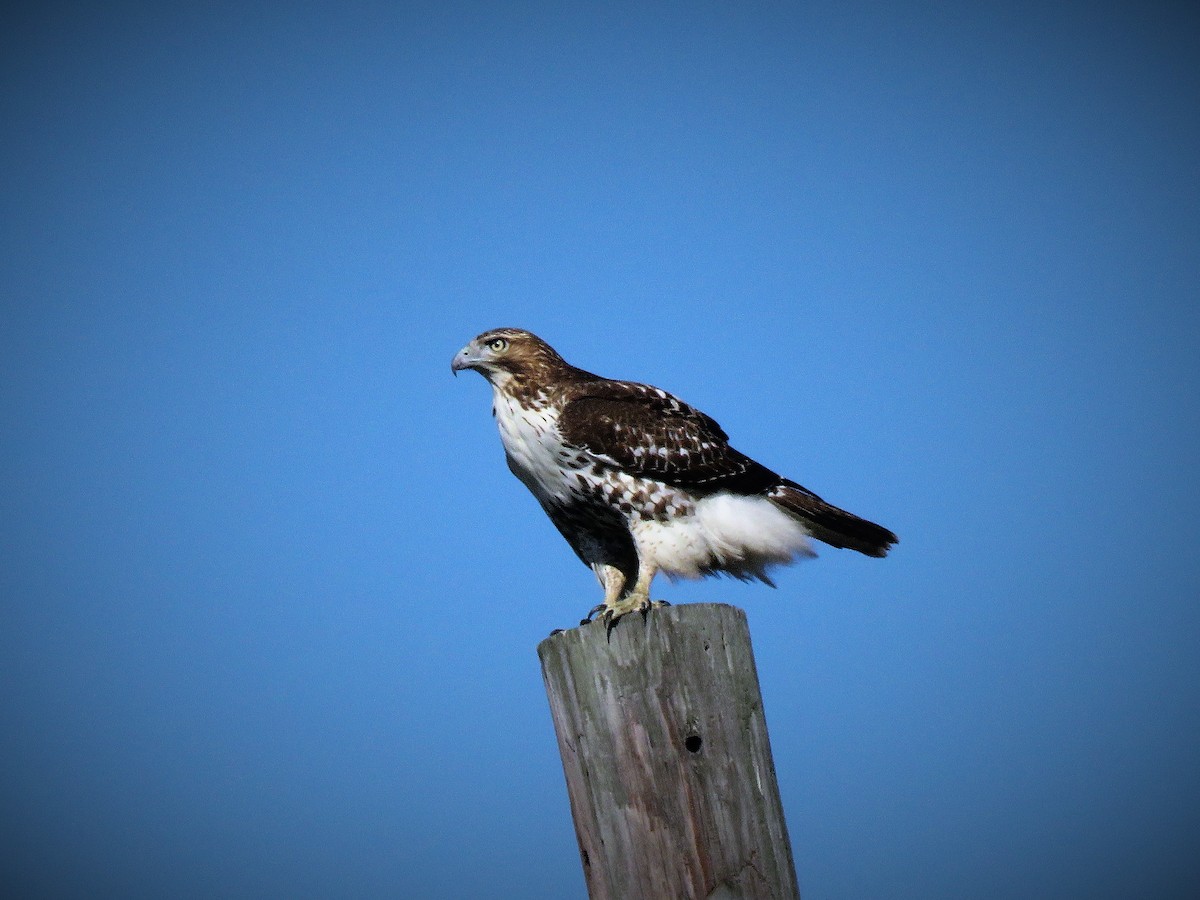 Red-tailed Hawk - ML271599591