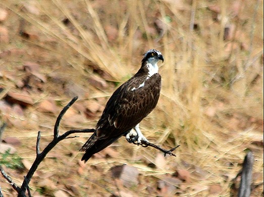 Osprey - ML271600501