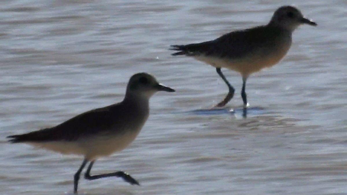 American Golden-Plover - JC Clancy