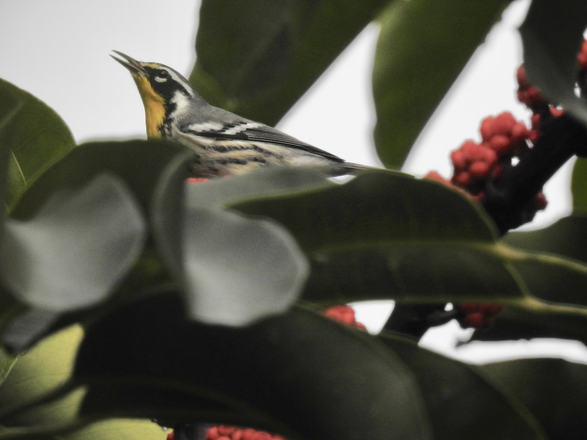 Yellow-throated Warbler - ML271601601