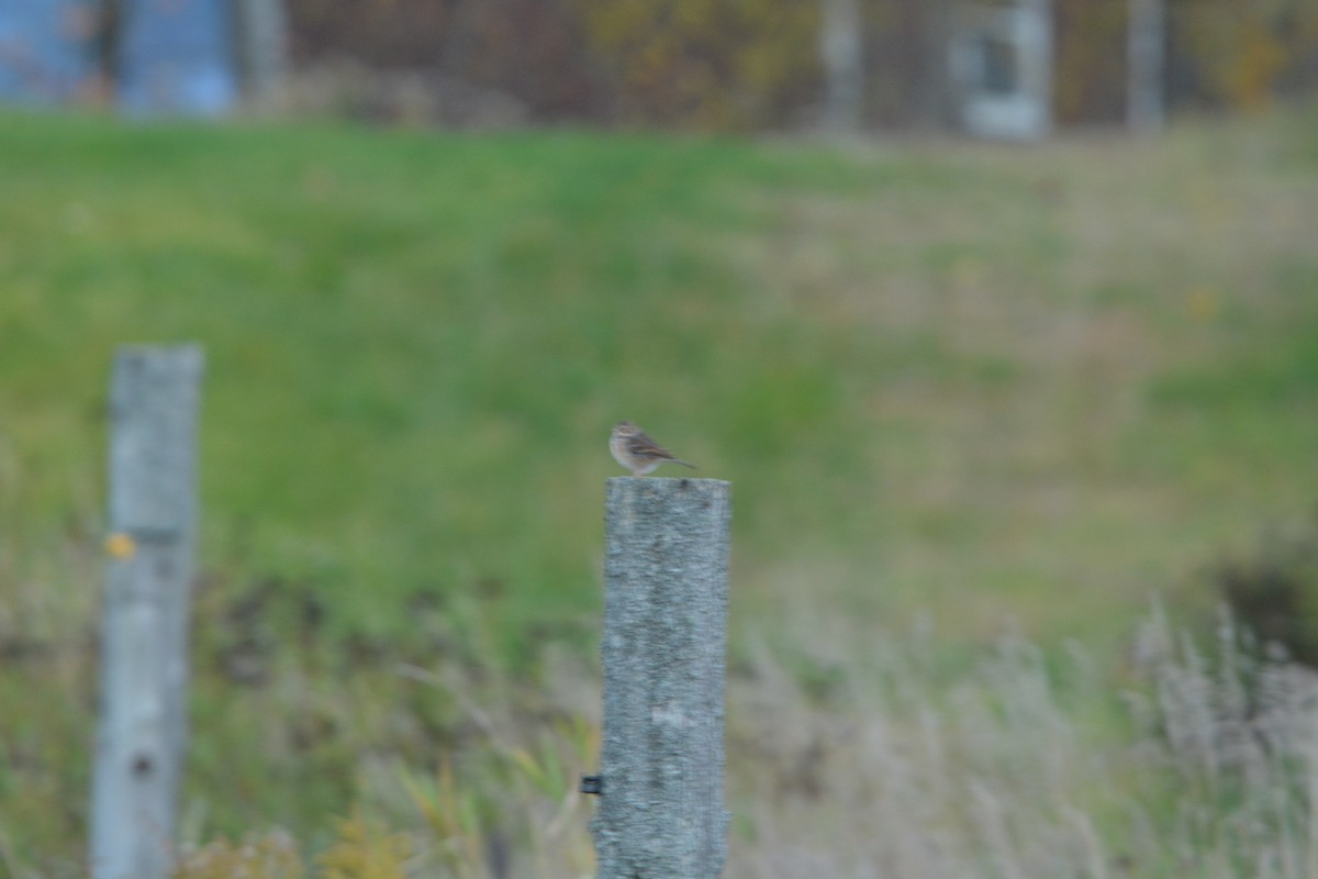 Vesper Sparrow - ML271602401