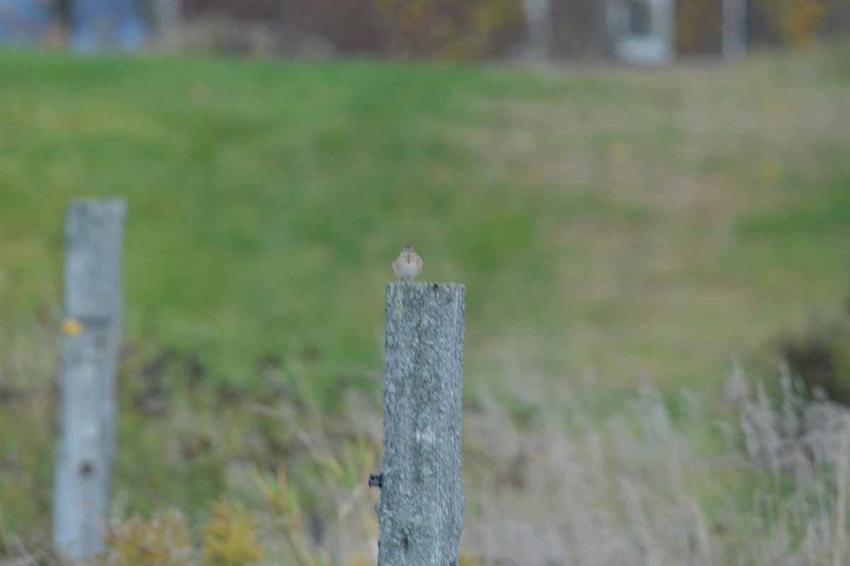 Vesper Sparrow - ML271602491