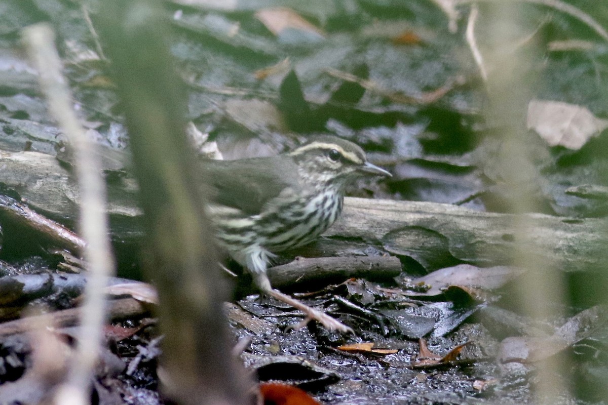 Northern Waterthrush - Gil Ewing