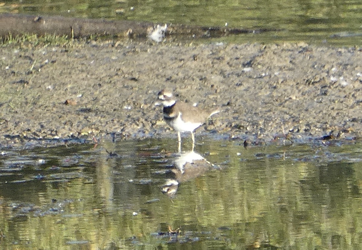 Killdeer - ML271605921