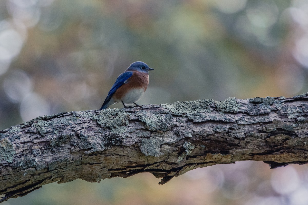 Eastern Bluebird - Justin Nguyen