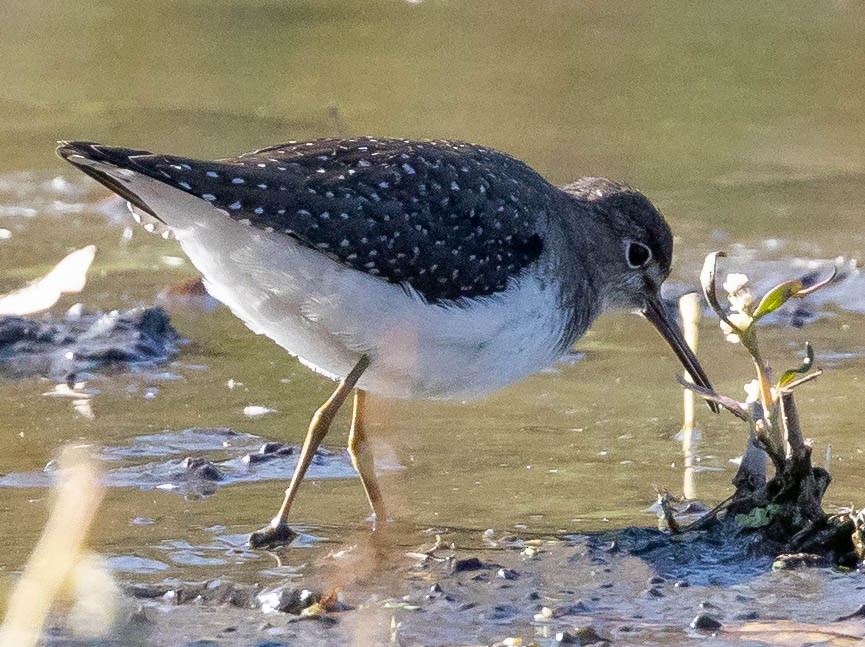 Solitary Sandpiper - Robert Bochenek