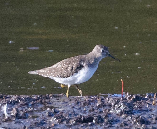 Solitary Sandpiper - Robert Bochenek