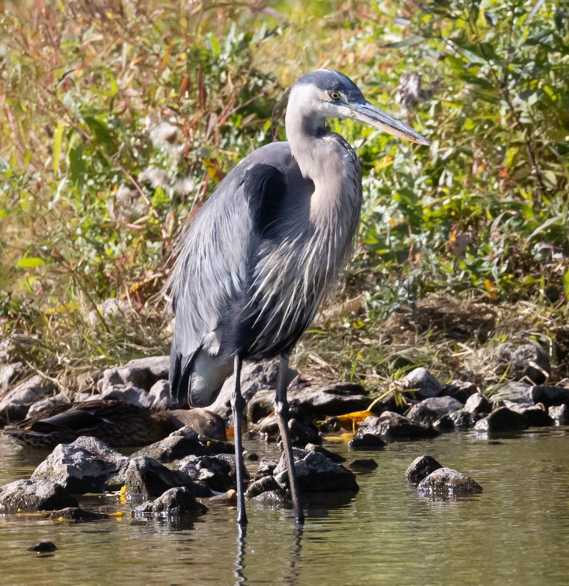 Garza Azulada - ML271608451