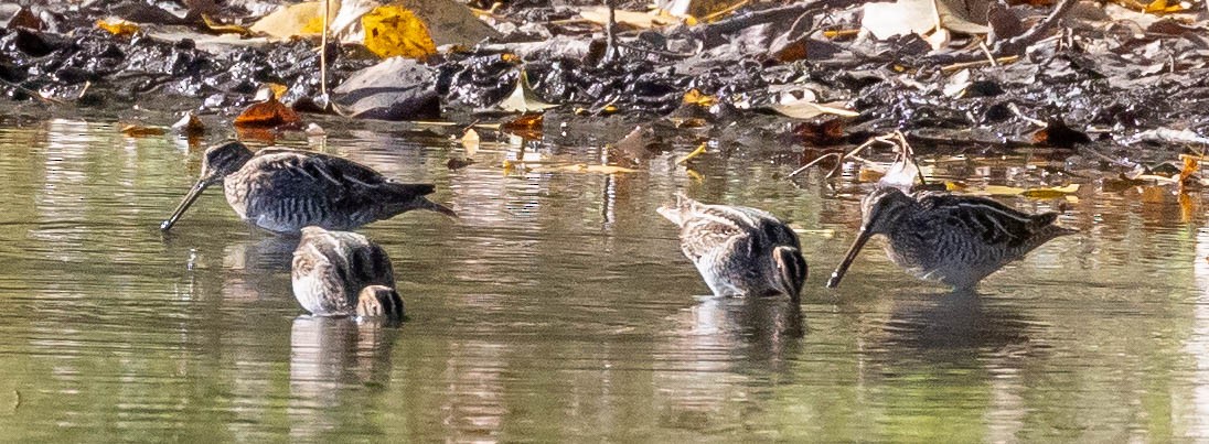 Wilson's Snipe - Robert Bochenek