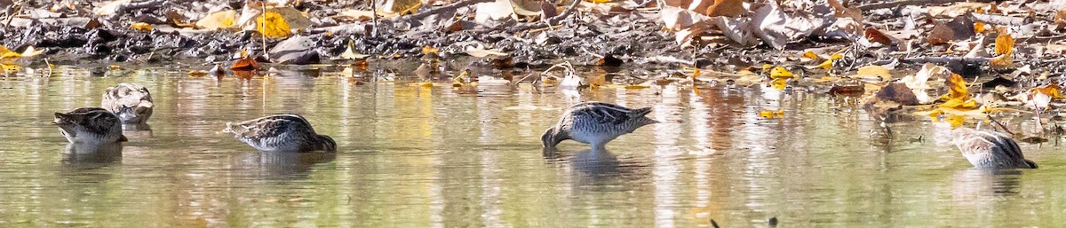 Wilson's Snipe - ML271608601