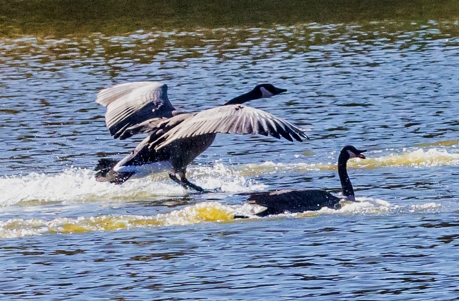 Canada Goose - ML271609051