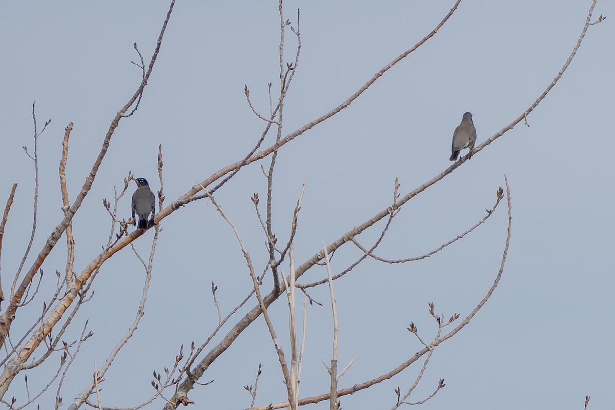 American Robin - ML271609201