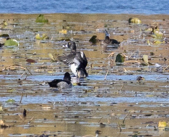 Ring-necked Duck - ML271609511