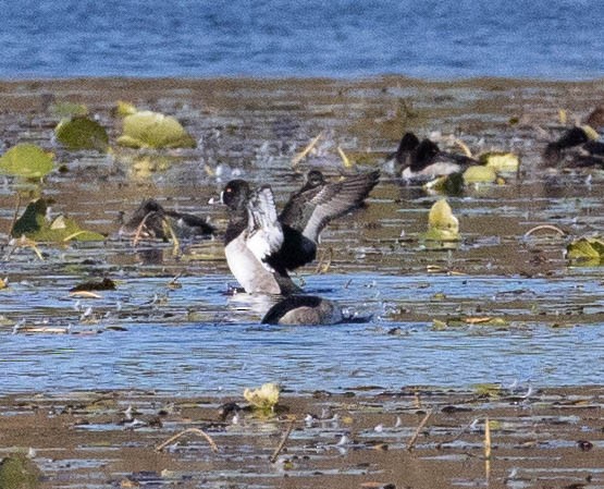 Ring-necked Duck - Robert Bochenek