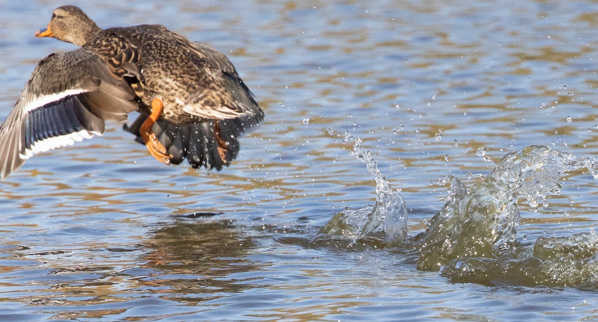 Canard colvert - ML271610091