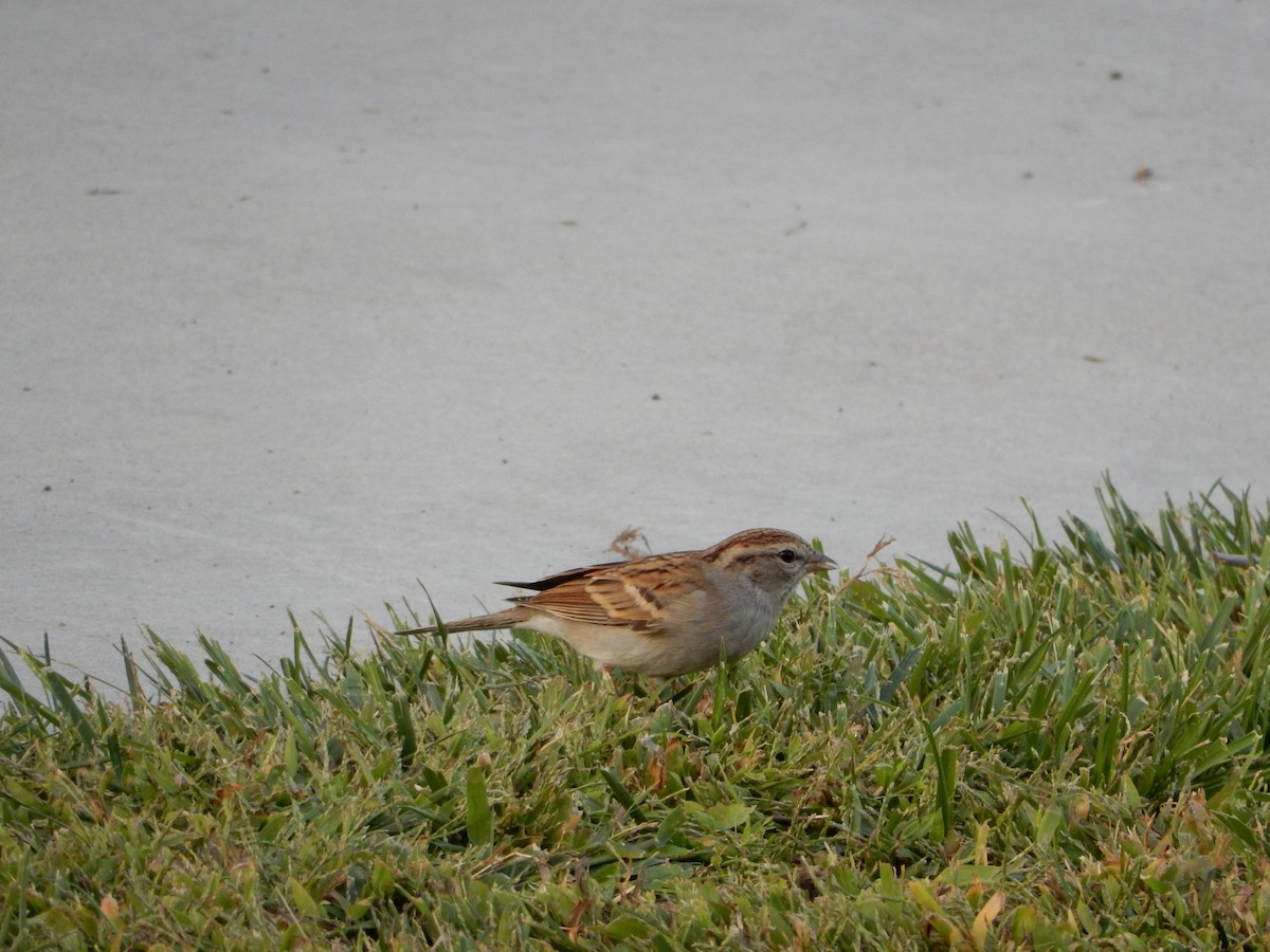 Chipping Sparrow - ML271610101