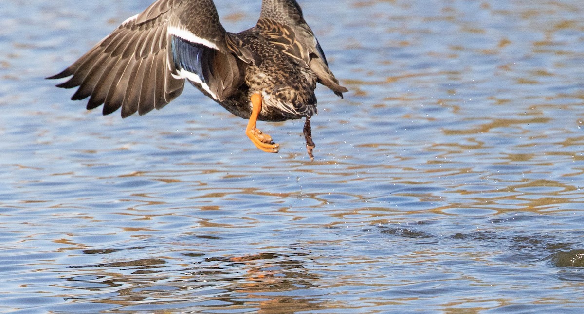 Canard colvert - ML271610111