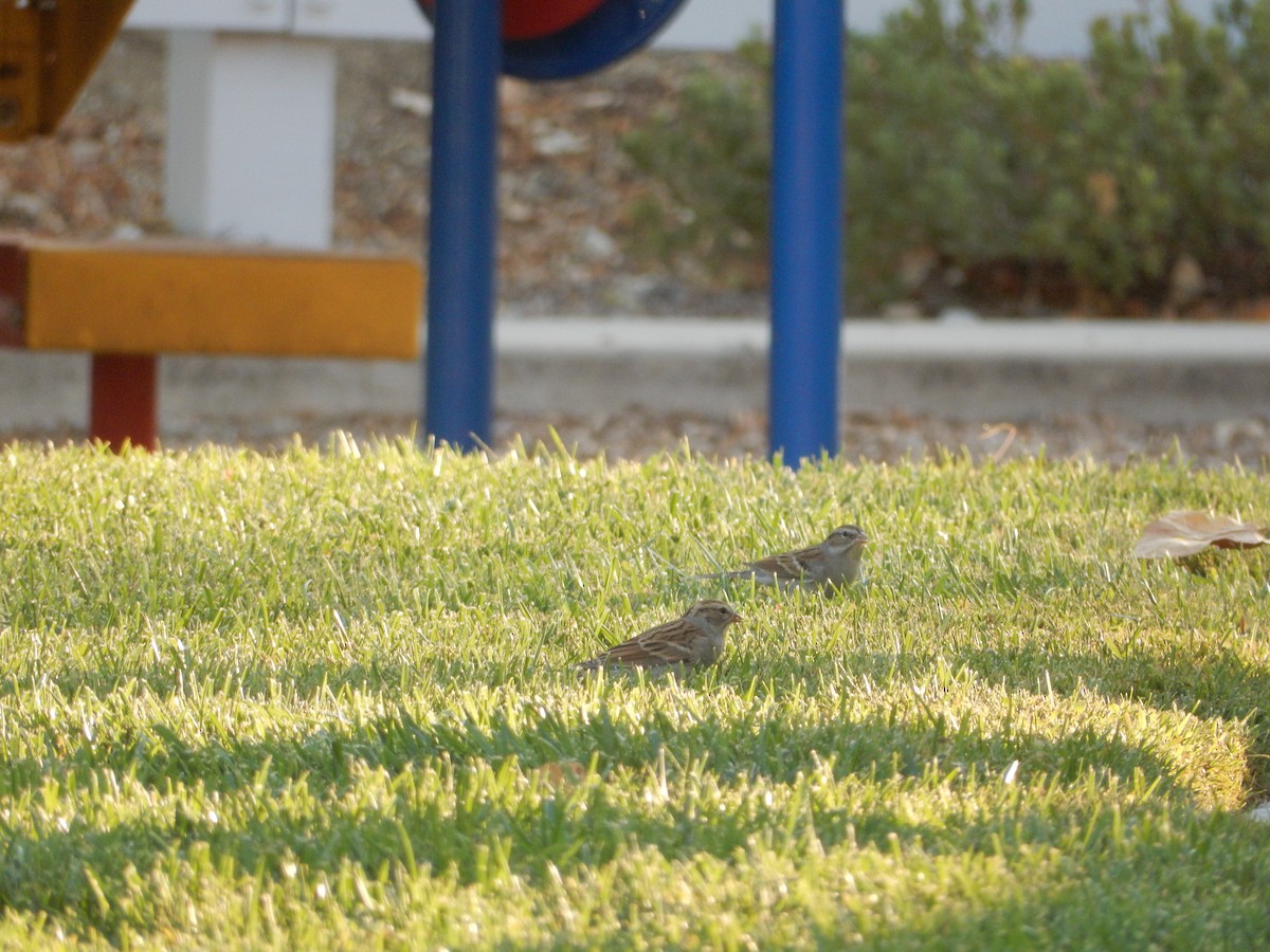 Chipping Sparrow - ML271610451