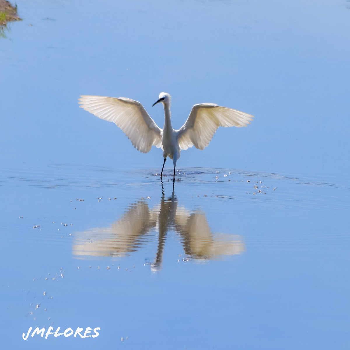 Reddish Egret - José  Flores