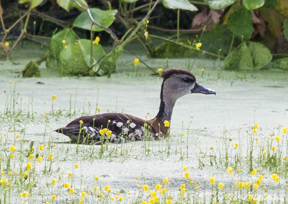 Spotted Whistling-Duck - ML271611761