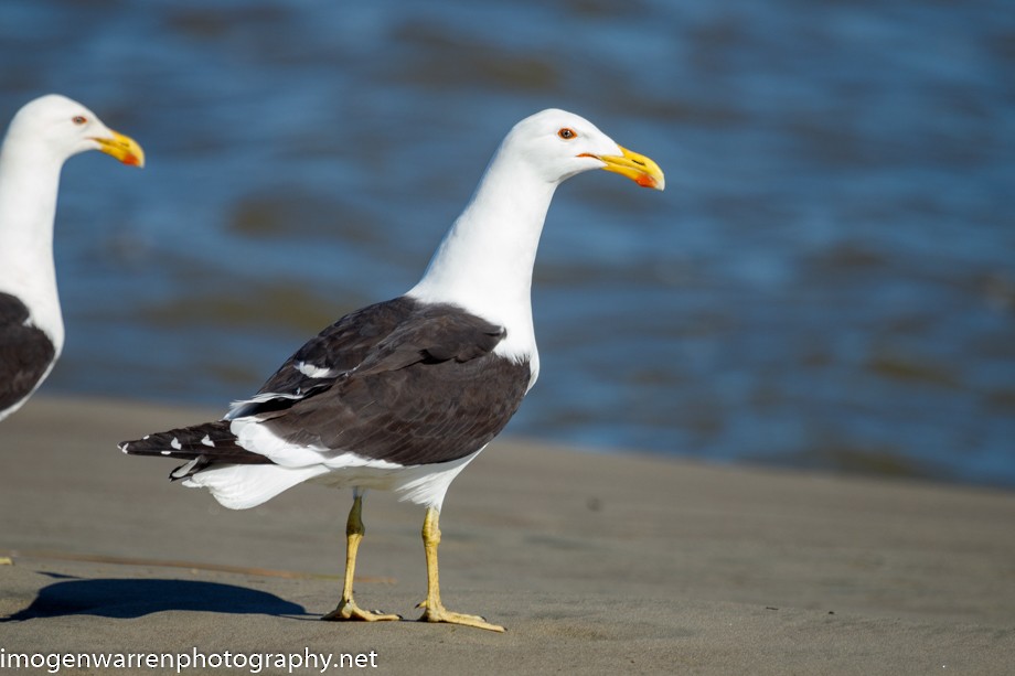 Kelp Gull - ML271613141