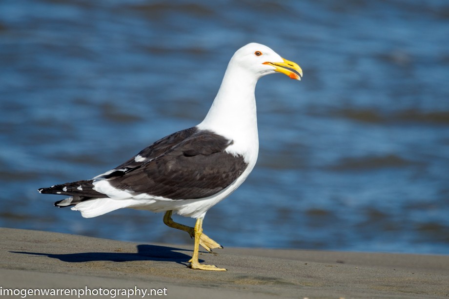 Kelp Gull - ML271613151