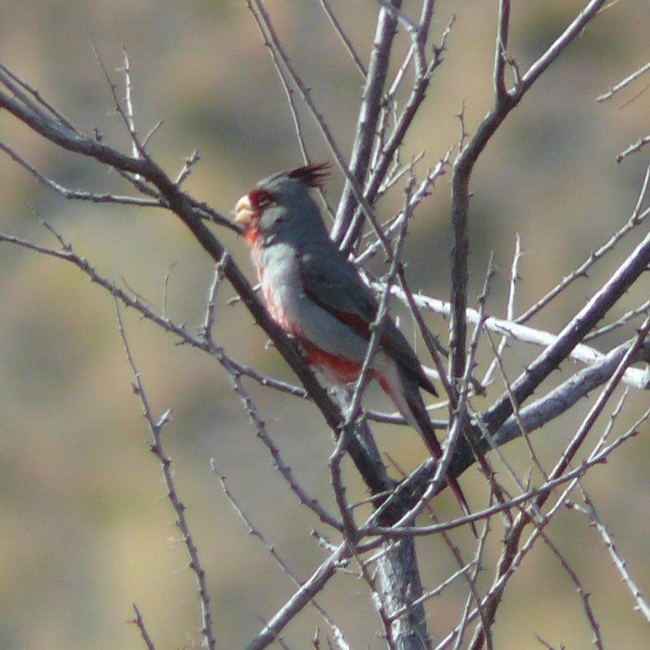 Cardinal pyrrhuloxia - ML271614001