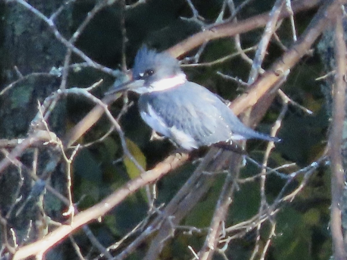 Belted Kingfisher - ML271618931