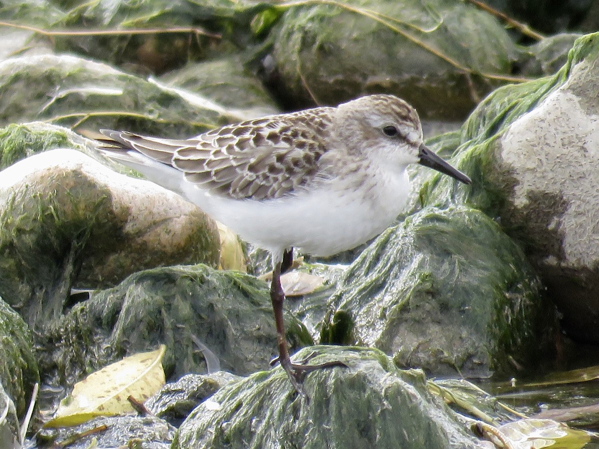 Semipalmated Sandpiper - Mike Ferguson