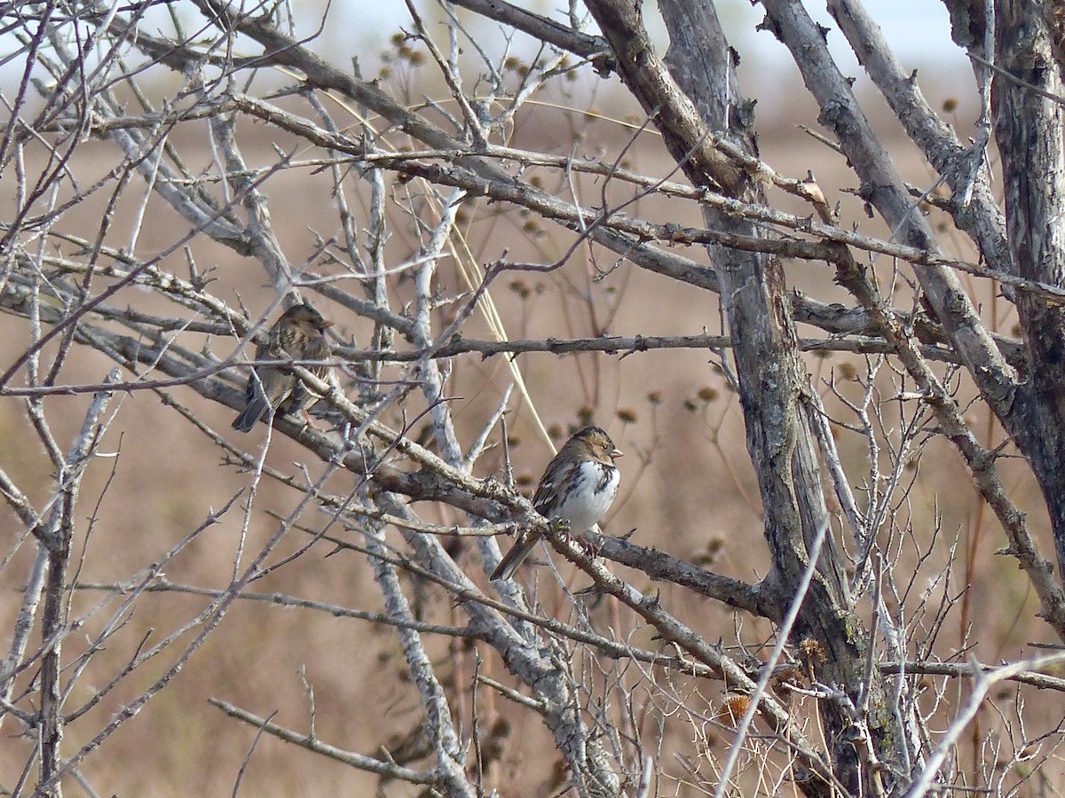 Harris's Sparrow - ML271624961