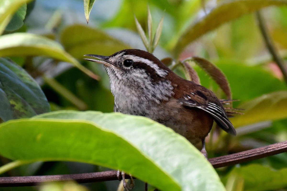 Timberline Wren - Nick Moore