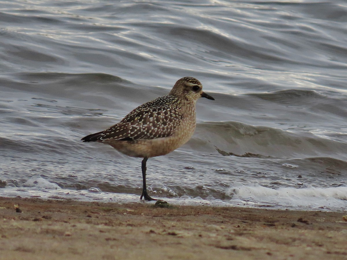 American Golden-Plover - Craig Johnson