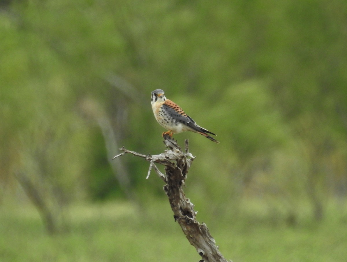 American Kestrel - ML271627381