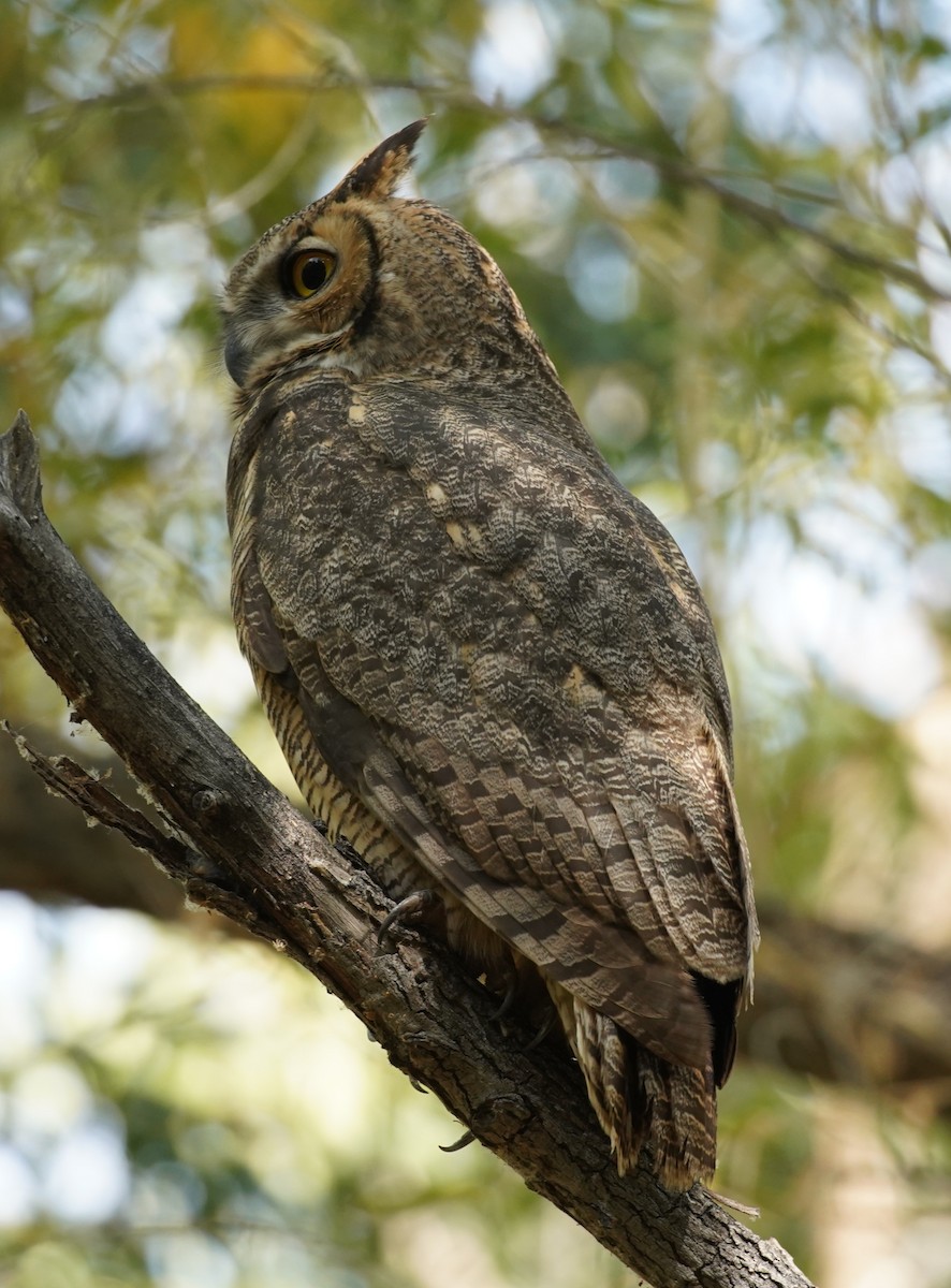 Great Horned Owl - ML271628291