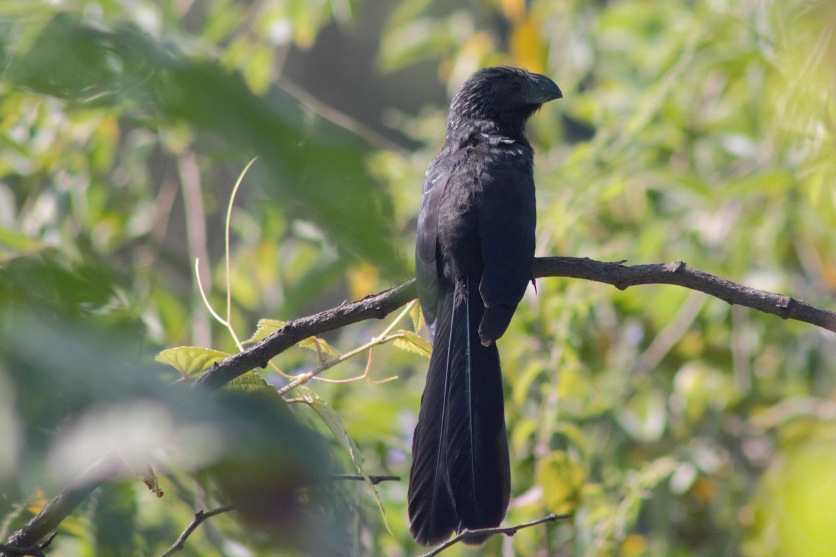 Groove-billed Ani - ML271634681