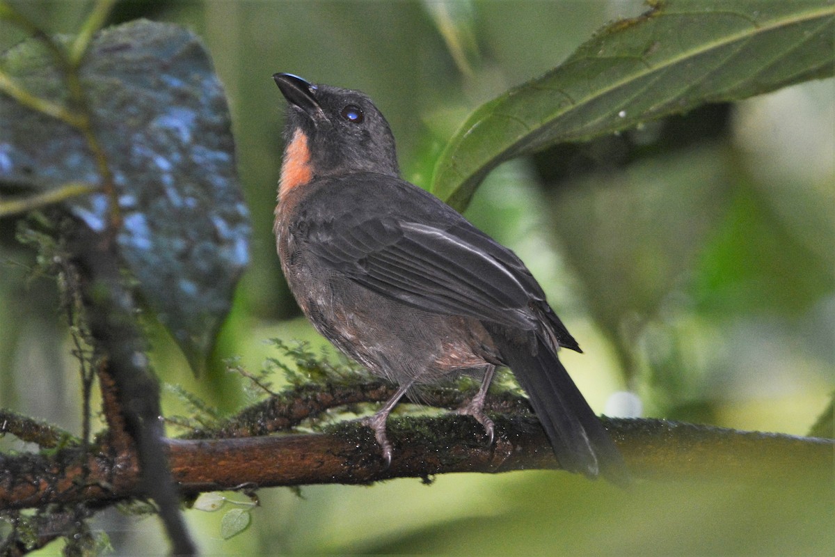 Black-cheeked Ant-Tanager - ML27163481