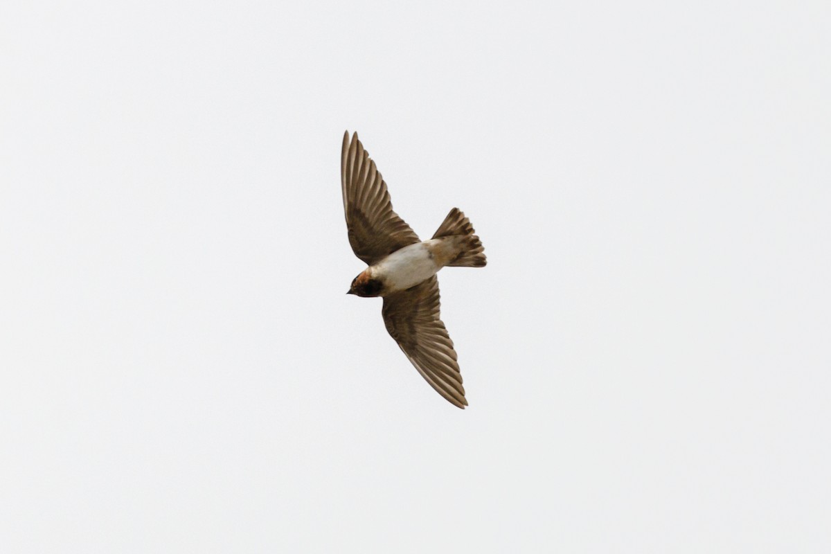 Cliff Swallow - Federico Pacheco