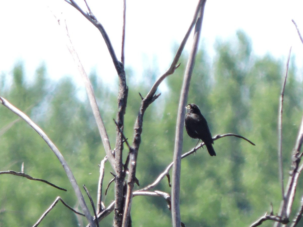 Spectacled Tyrant - Mónica  Cobelli